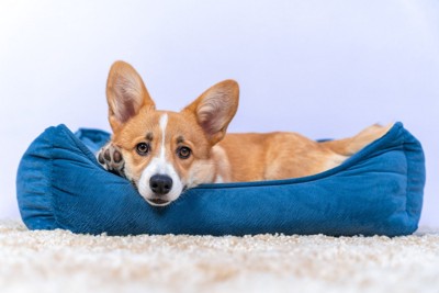 青いベッドでくつろいでいる犬