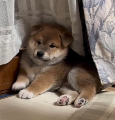 部屋の隅で固まっている子犬