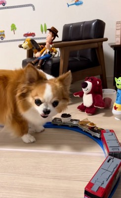 カメラ目線のラピくん