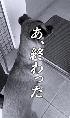 動物病院でビビりまくるアキちゃん4