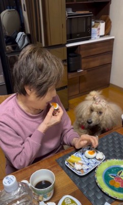 おばあちゃんの朝ご飯を狙うワンコたち3