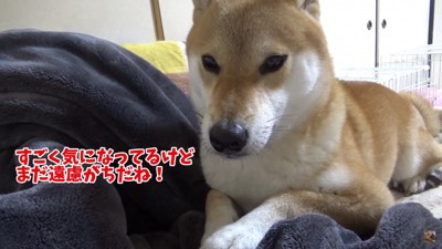 どうしていいか分からない…