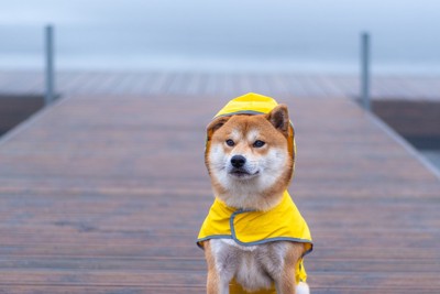 レインコートを着た柴犬