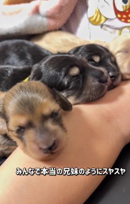 みんな一緒に寝る姿が尊い…