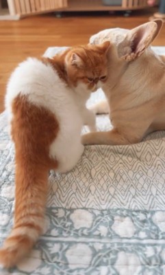 JOYくんとTOMくん2