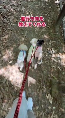 横に並んで山道を歩く3頭の犬