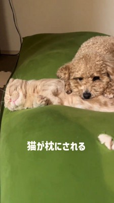 寝ている猫の腹にあごを乗せる犬
