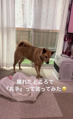 歩き出す犬1