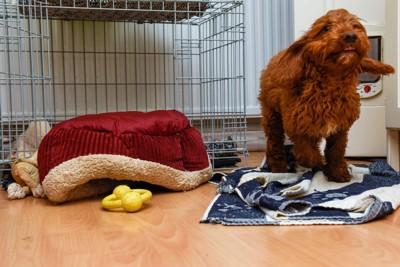 逆さまのベッド、茶の犬