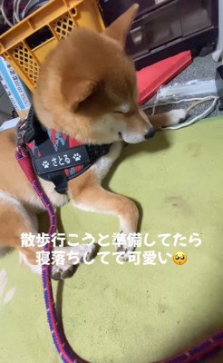 寝落ちする悟くん5