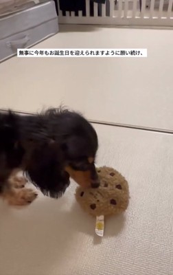 おもちゃで遊ぶテトくん