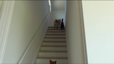 階段を上るオスの柴犬と猫