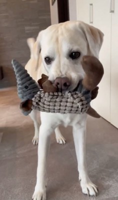 見事な「作戦」勝ち