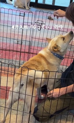 ゆってぃ君の変化7