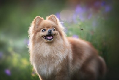 犬の近くを飛ぶ虫