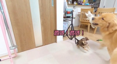 口にぬいぐるみを咥えてドアの前にやって来た大型犬