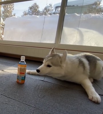 ペットボトルを挑発する子犬