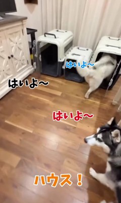 ケージに向かう3匹のハスキー犬