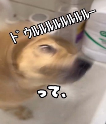 水しぶきを飛ばす犬