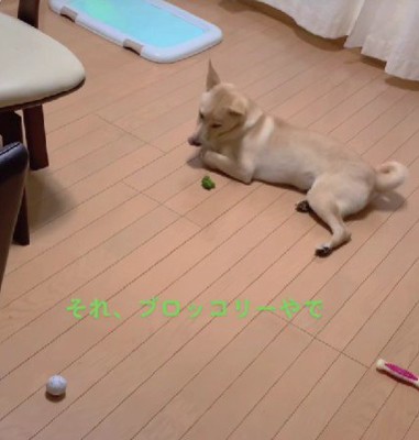 まさかのブロッコリー！！