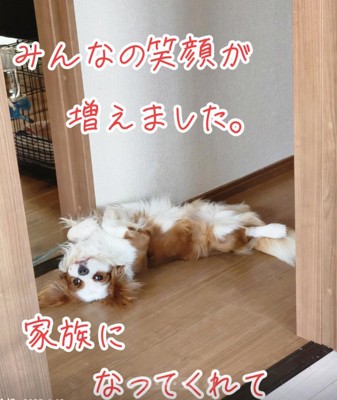 ヘソ天するだいちくん