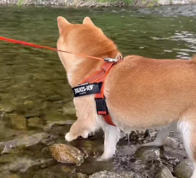 「まだいけるか…！」