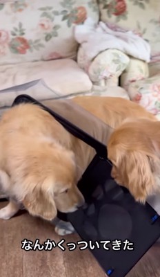 犬用ドアを引っかけている大型犬と横にもう1頭の大型犬