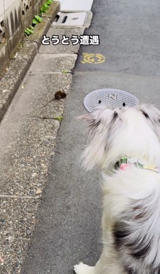 奥にいるネズミを見ている犬