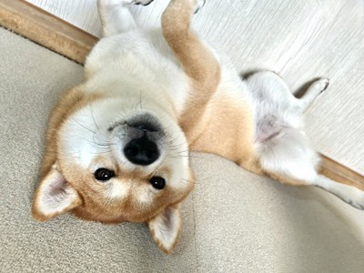 ヘソ天