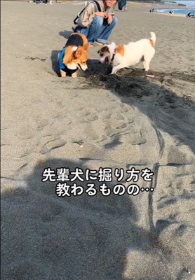 穴掘りを教わるラティちゃん