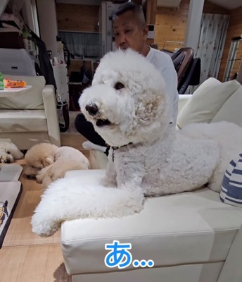 ソファの上で伏せをする犬2