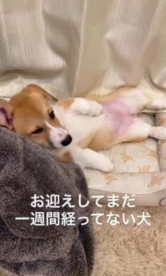 お迎えから約1週間後のこまよちゃん3