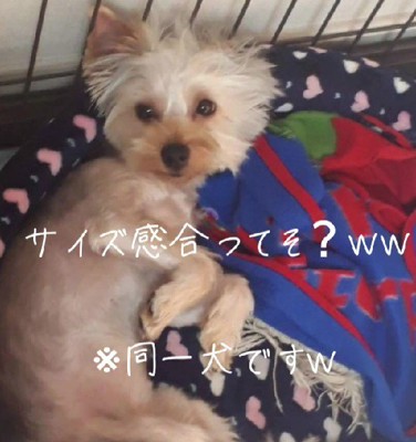 しかも大きい…!?