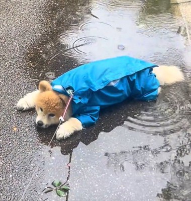 水たまりの上で伏せをする犬