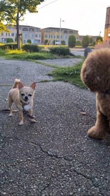 距離を空けて隣り合うチワワとプードル