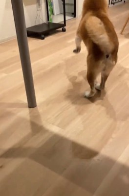 走り去る甚八くん