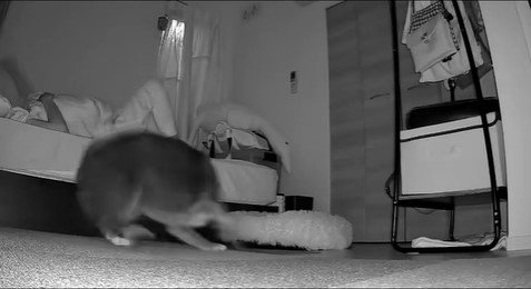 寝返りを打った時のミーシャちゃんの反応4