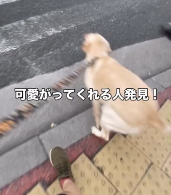 動き出す瞬間の犬