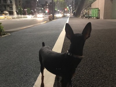 夜道で振り返る犬