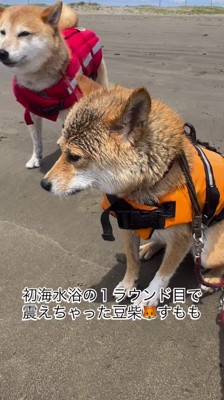 末っ子の柴犬の後ろに立つ長女の柴犬