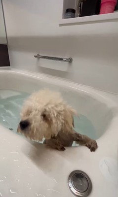 泳ぎにチャレンジするロコちゃん7