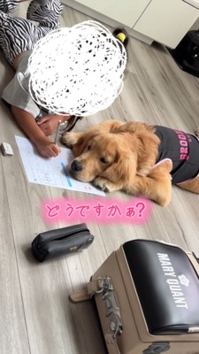 宿題の紙の上にあごを乗せる犬