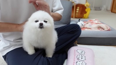 頭をなでられる犬