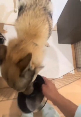 飼い主に皿を渡す犬