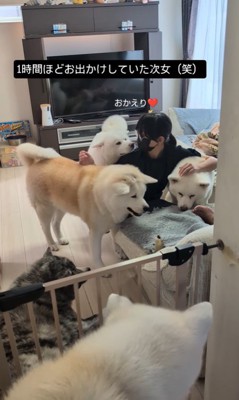女の子を熱烈歓迎する秋田犬たち4