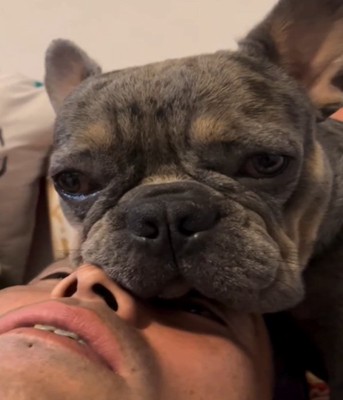 あごを乗せる犬2