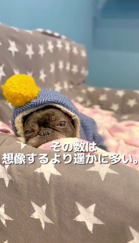 うとうとしながらカメラを見つめるフレンチフルドッグ