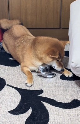 フセをしてマッサージするマロンくん