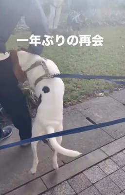 興奮する犬
