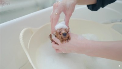 トリマーさんの腕に感嘆!